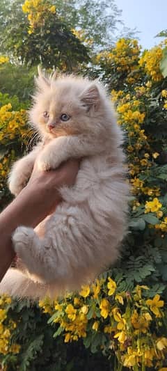 Persian kitten