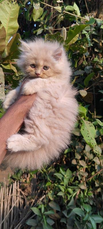 Persian kitten 1