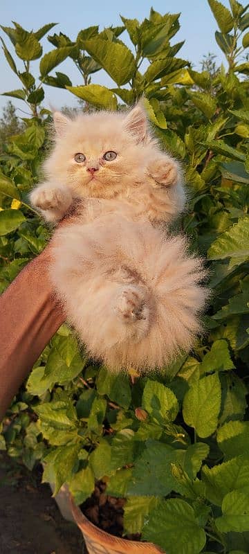 Persian kitten 2