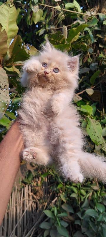 Persian kitten 3