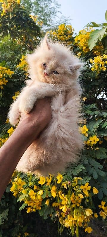 Persian kitten 4