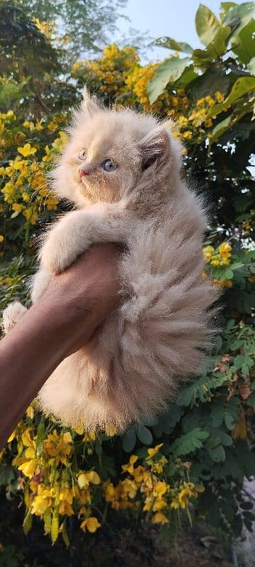 Persian kitten 6