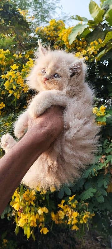 Persian kitten 7