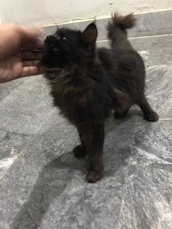 persian cat 3