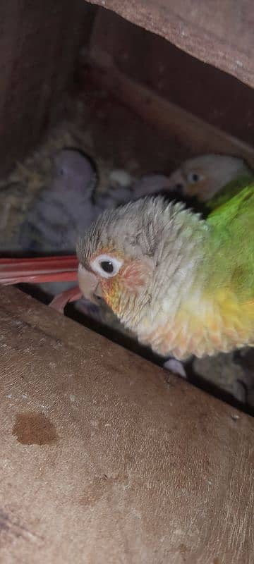 pinaple conure chiks pin feather chiks for hand tame 0