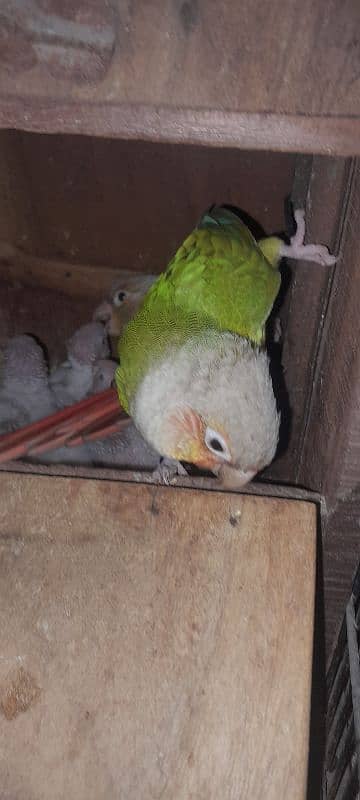 pinaple conure chiks pin feather chiks for hand tame 1