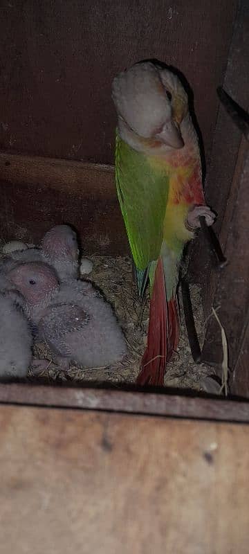 pinaple conure chiks pin feather chiks for hand tame 2