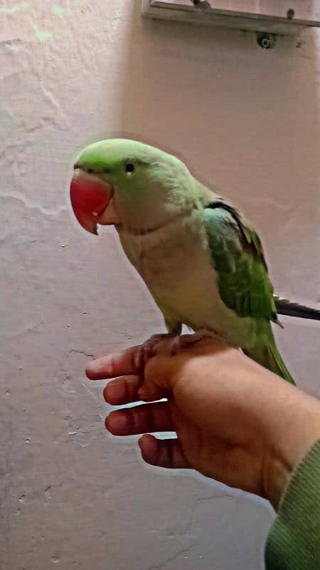 hand tame raw parrot 0.3. 2.4.4.1. 4.4. 7.9. 7 2