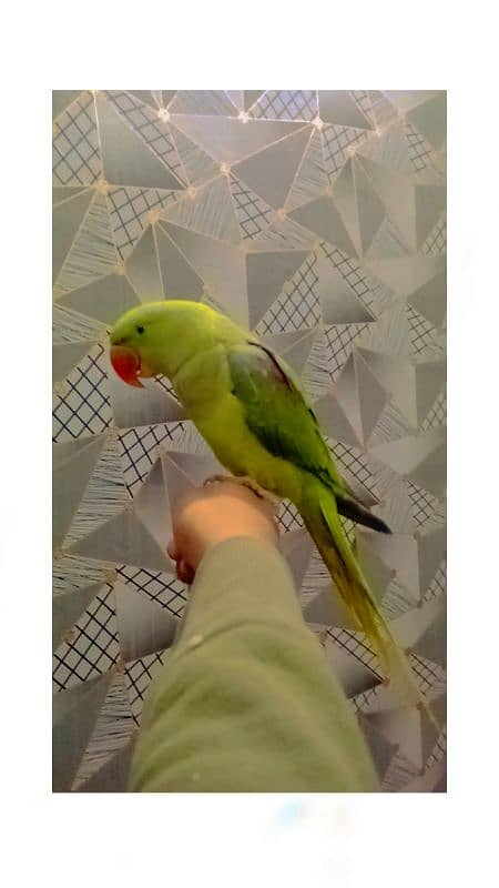 hand tame raw parrot 0.3. 2.4.4.1. 4.4. 7.9. 7 0