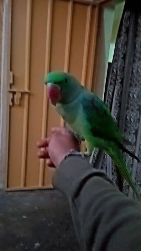 hand tame raw parrot 0.3. 2.4.4.1. 4.4. 7.9. 7 7