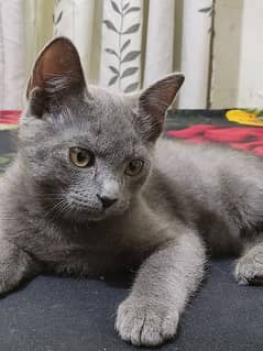 British long hair kitten