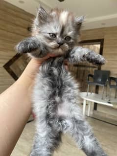 Persian Kitten looking for New loving home.