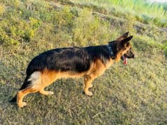 German Shepherd Dog long cod vacation done all good