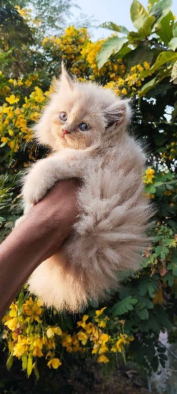 Persian kitten 8