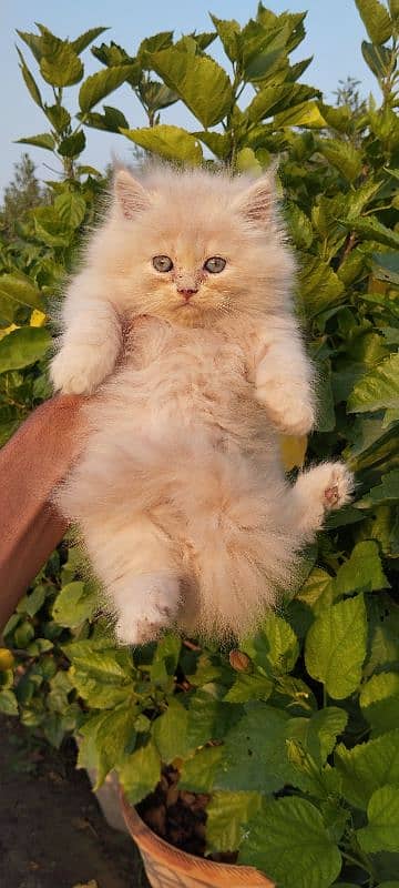 Persian kitten 9