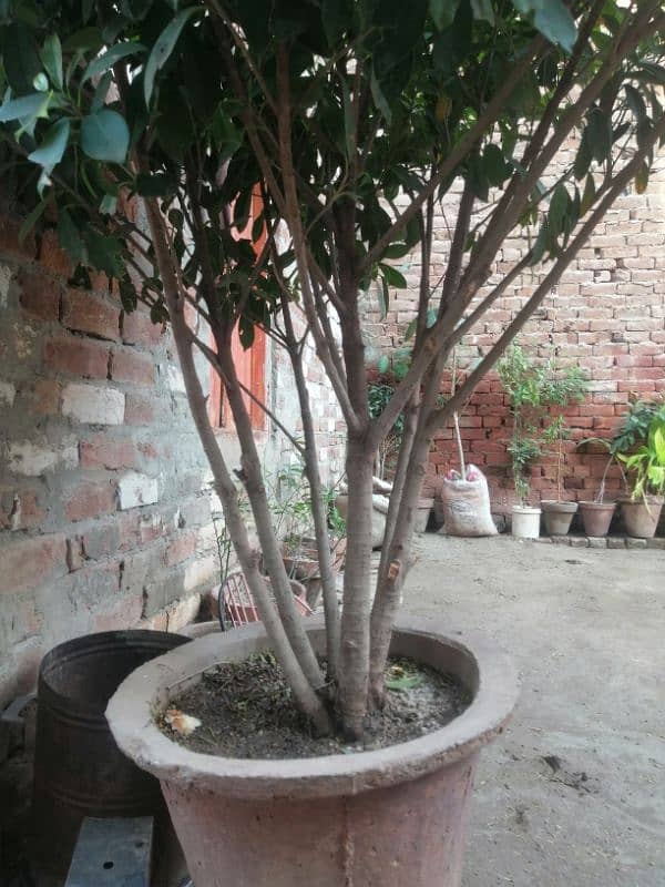 Plant for sale 2