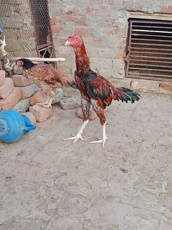 pure shamo and Pakistani croos for sale 0