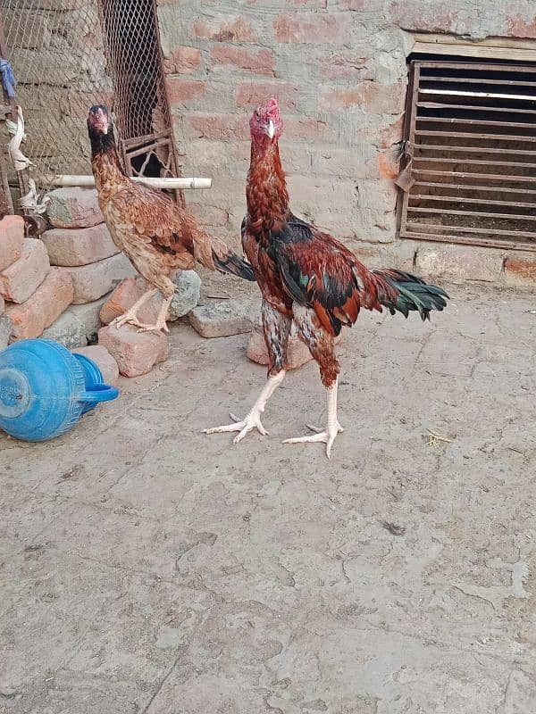 pure shamo and Pakistani croos for sale 1