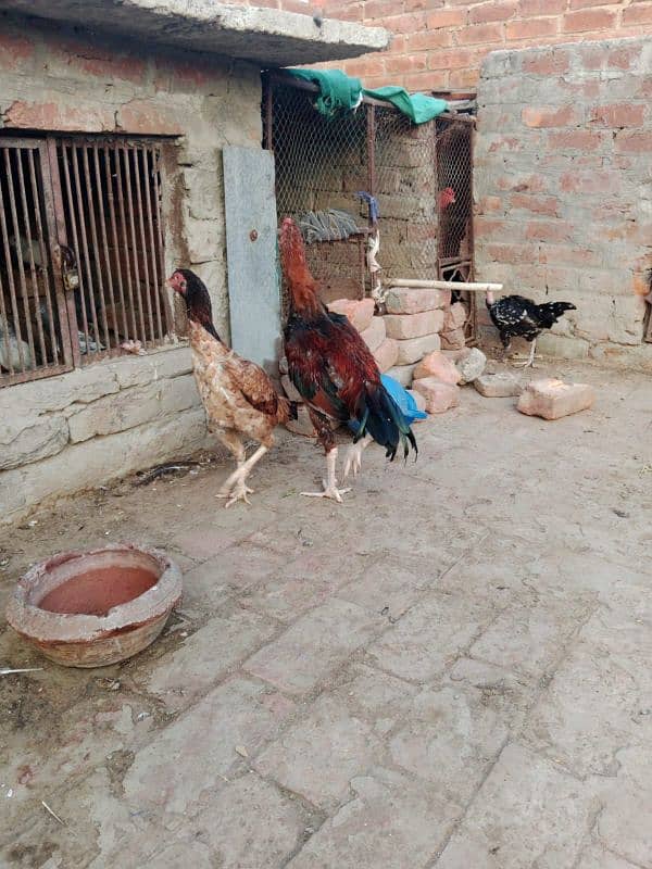 pure shamo and Pakistani croos for sale 2