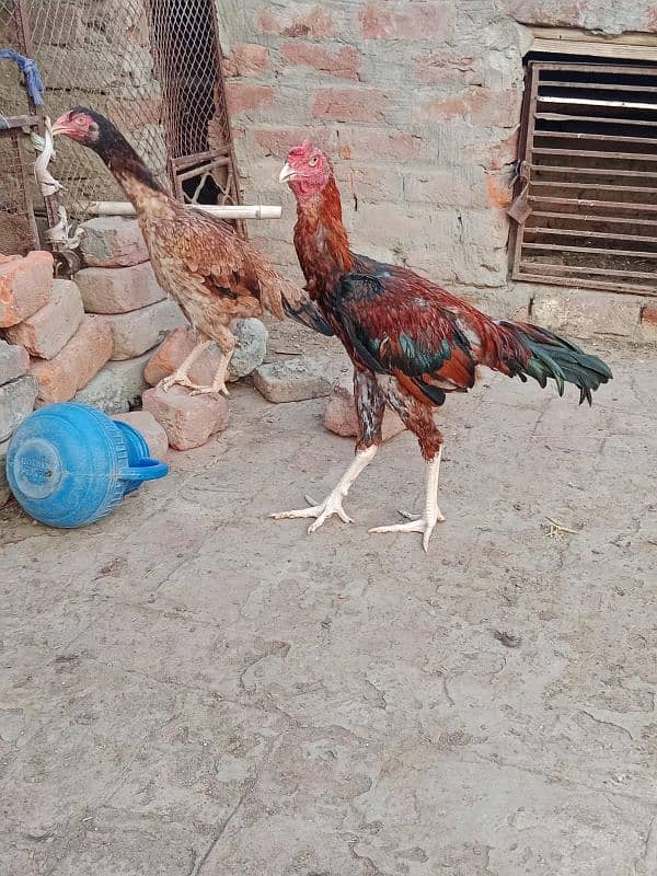 pure shamo and Pakistani croos for sale 3