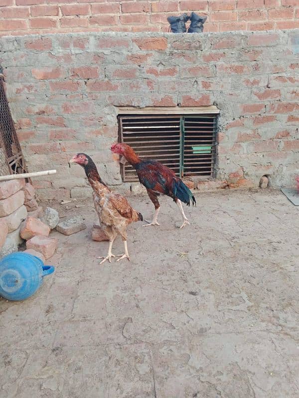 pure shamo and Pakistani croos for sale 4