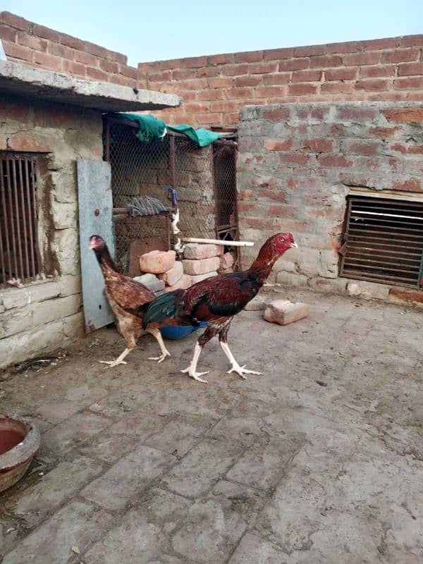 pure shamo and Pakistani croos for sale 5