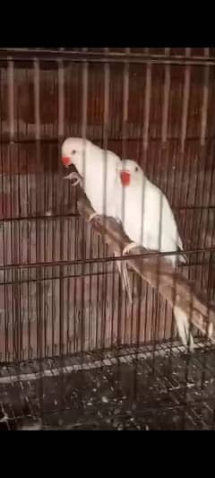 love birds pair