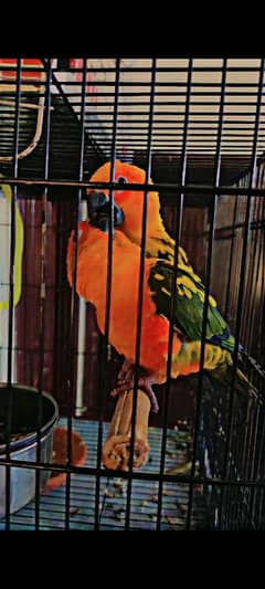 sun conure breeder pair