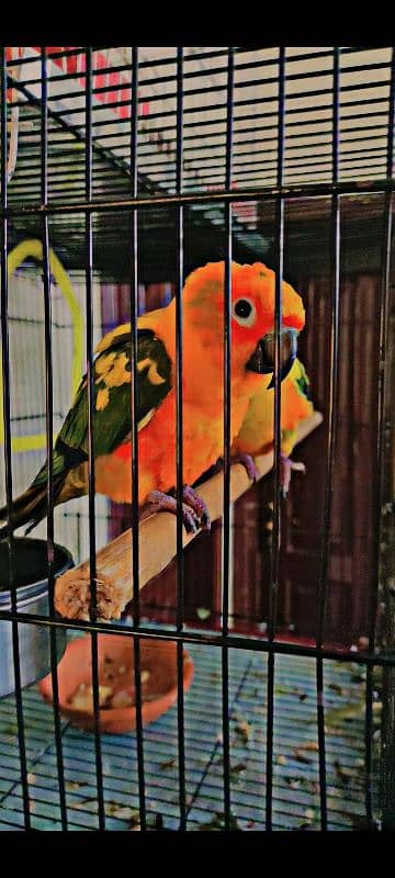 sun conure breeder pair 1