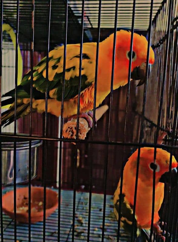 sun conure breeder pair 2