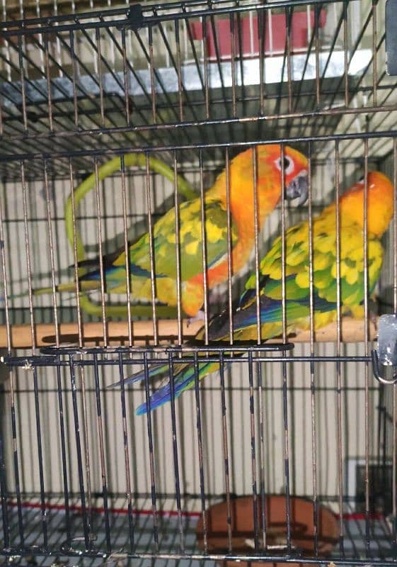 sun conure breeder pair 3