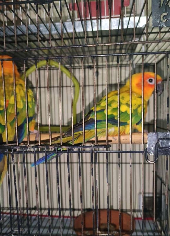 sun conure breeder pair 4