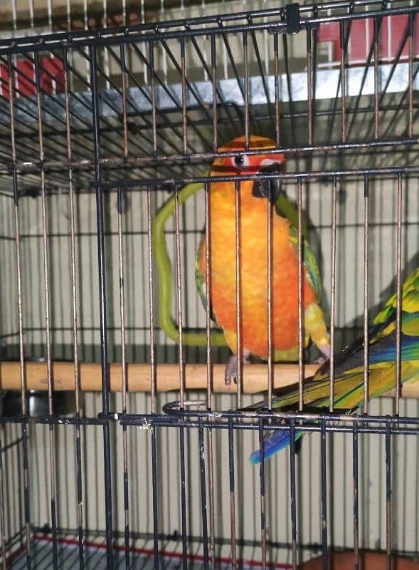 sun conure breeder pair 5