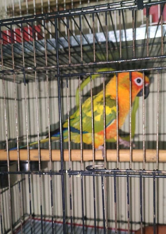 sun conure breeder pair 6