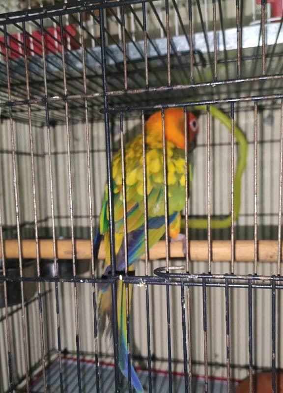 sun conure breeder pair 7