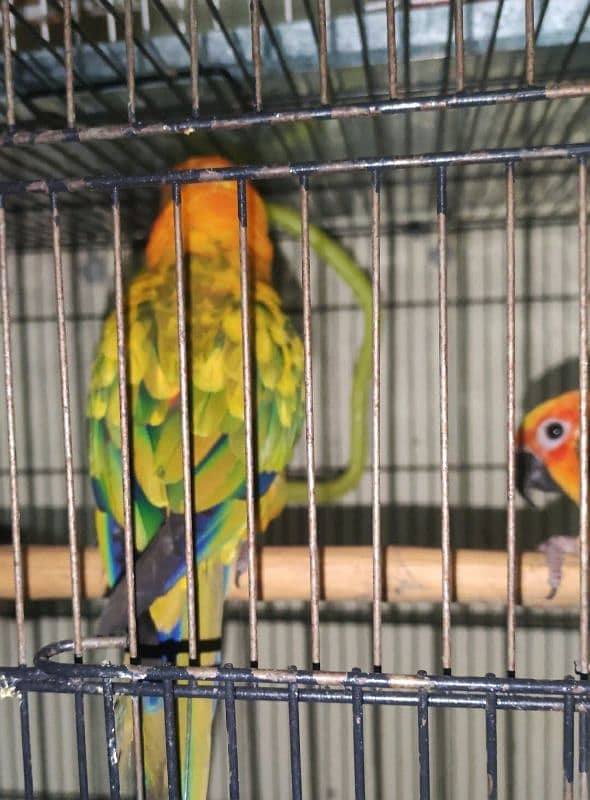 sun conure breeder pair 8