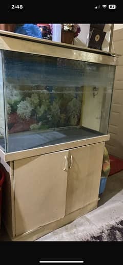 fish aquarium