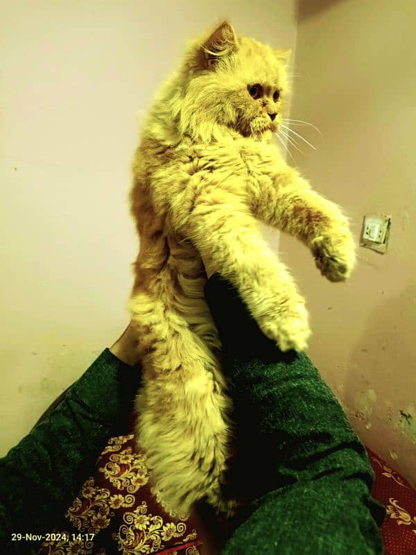 10 months Persian double coat Female cat and yellow male triple coat 4