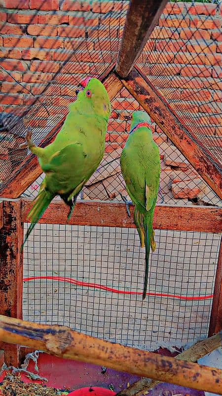 bolne wala parrot hain 0