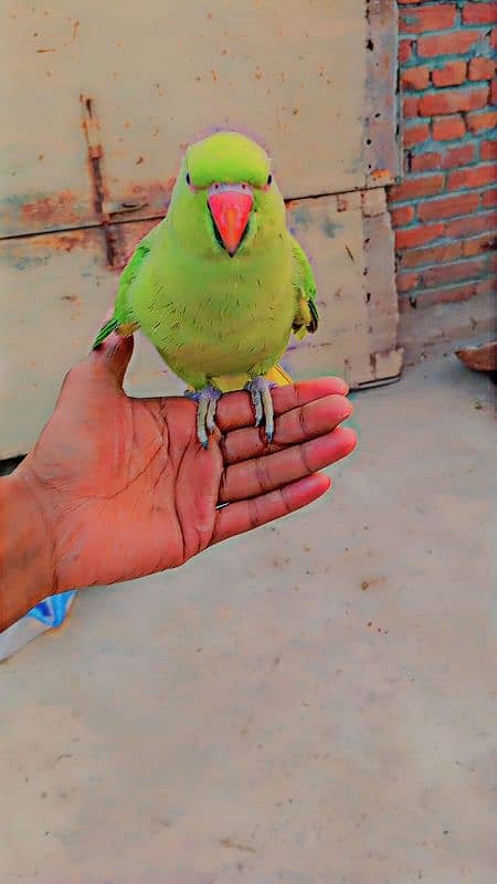 bolne wala parrot hain 1