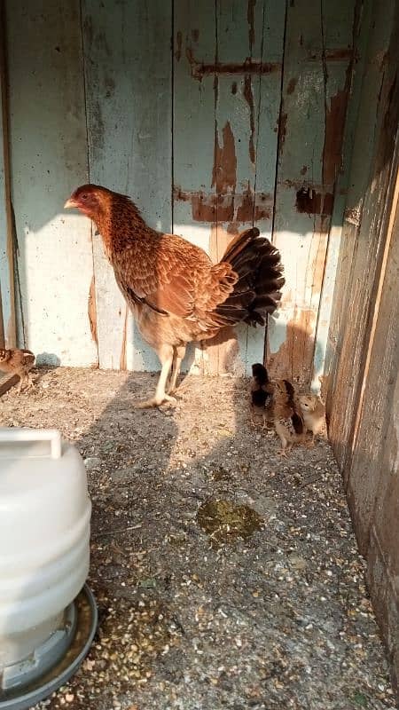 aseel murga murgiyan with chicks  hen and chicks pair 0