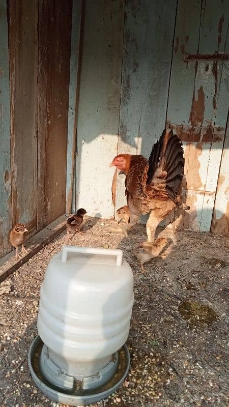 aseel murga murgiyan with chicks  hen and chicks pair 1