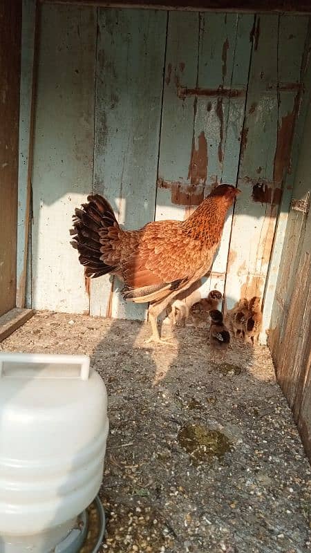 aseel murga murgiyan with chicks  hen and chicks pair 2