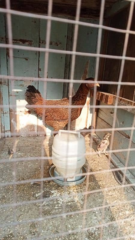 aseel murga murgiyan with chicks  hen and chicks pair 3