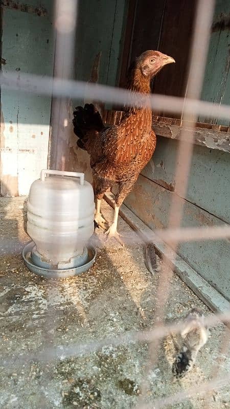 aseel murga murgiyan with chicks  hen and chicks pair 4