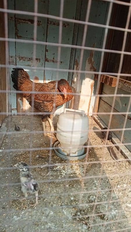 aseel murga murgiyan with chicks  hen and chicks pair 5