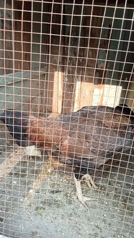 aseel murga murgiyan with chicks  hen and chicks pair 6