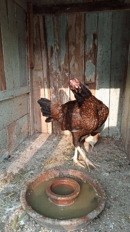 aseel murga murgiyan with chicks  hen and chicks pair 7