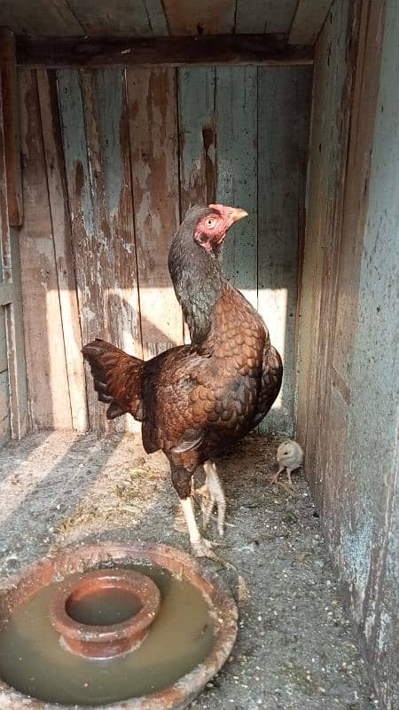 aseel murga murgiyan with chicks  hen and chicks pair 8