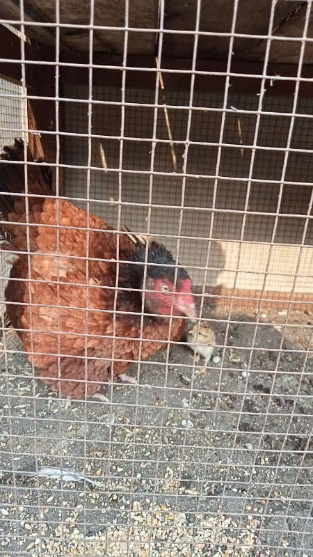 aseel murga murgiyan with chicks  hen and chicks pair 9